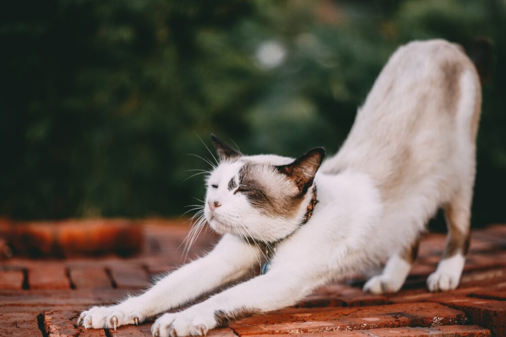 cat stretching - kinstretch